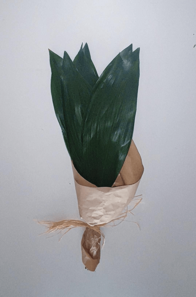 Aspidistra