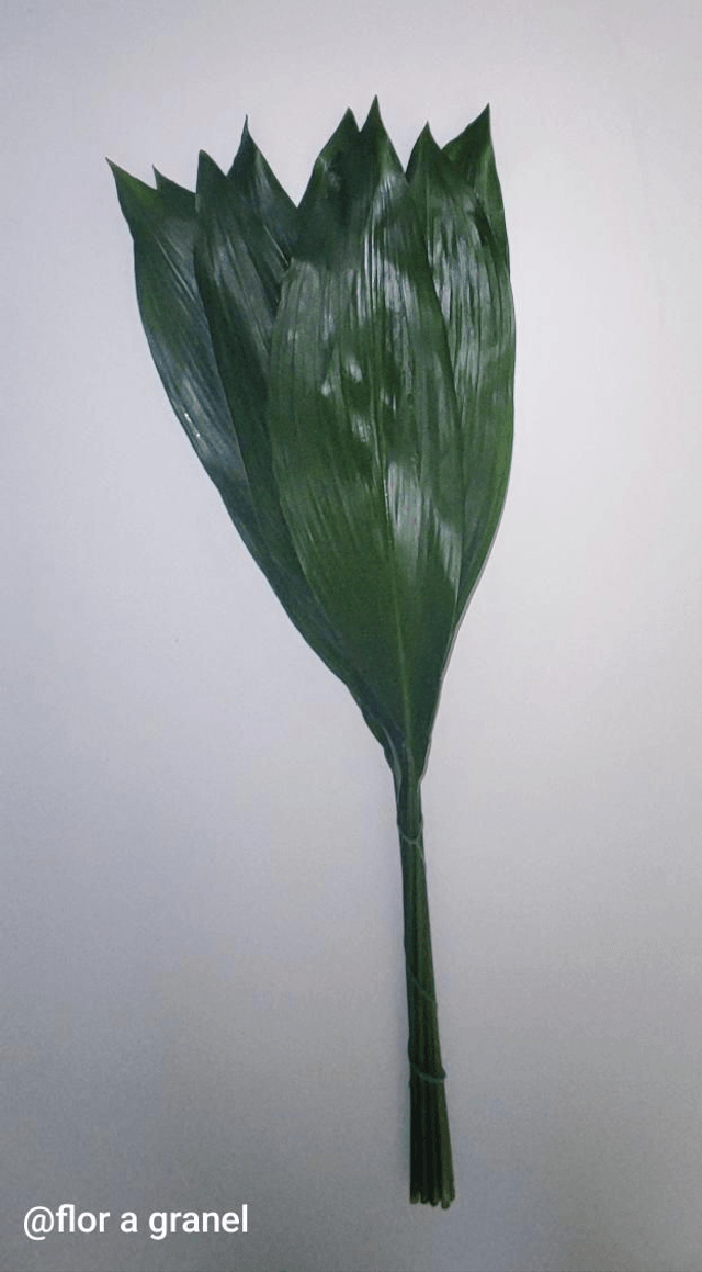 Aspidistra
