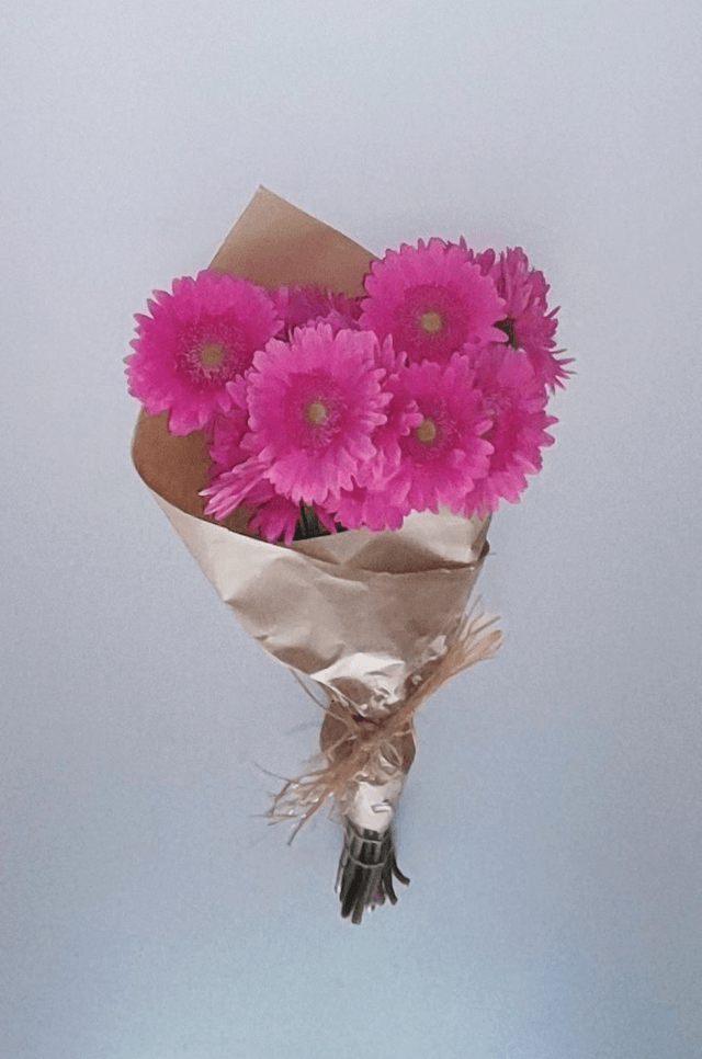Gerbera Cor-de-Rosa