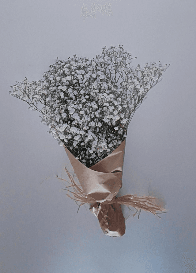 Vivaz (gypsophila) branco