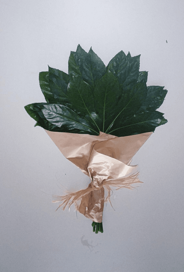 Aralia