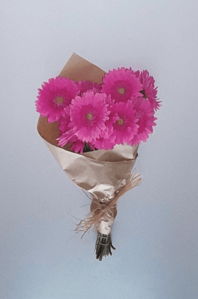 Gerbera Cor-de-Rosa